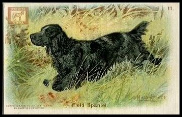 11 Field Spaniel